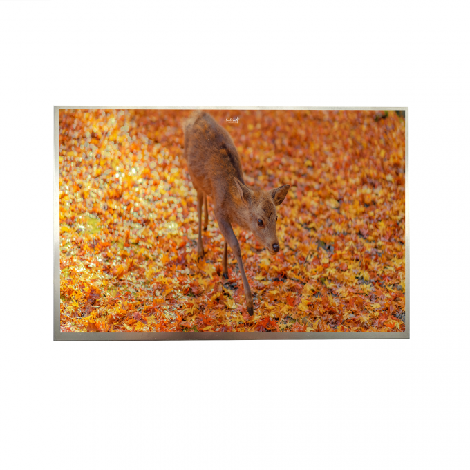 8' IPS FHD LVDS TFT Display 1000cd Jasność 1920*1200 Rozdzielczość 0
